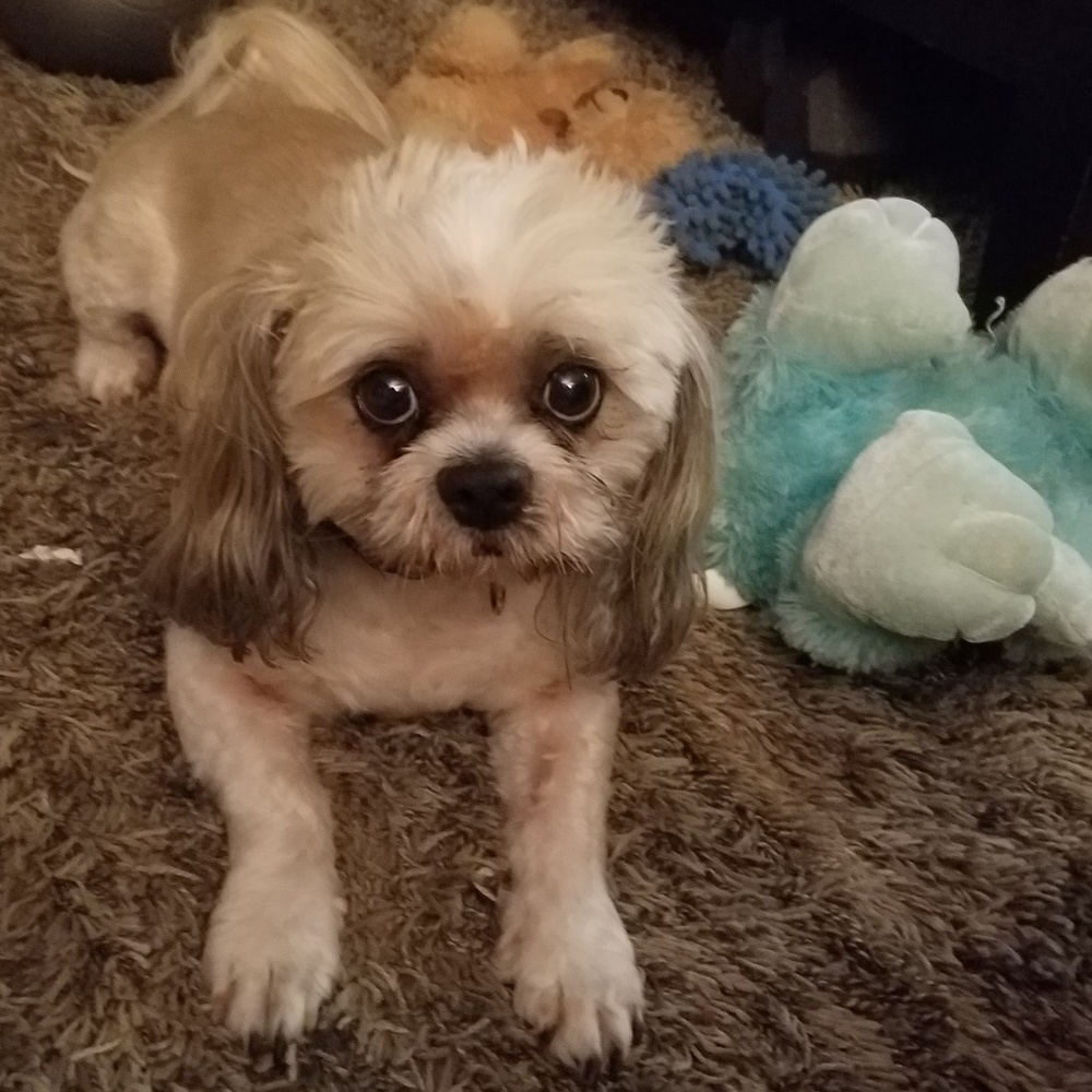 Meet your Posher, Teddy